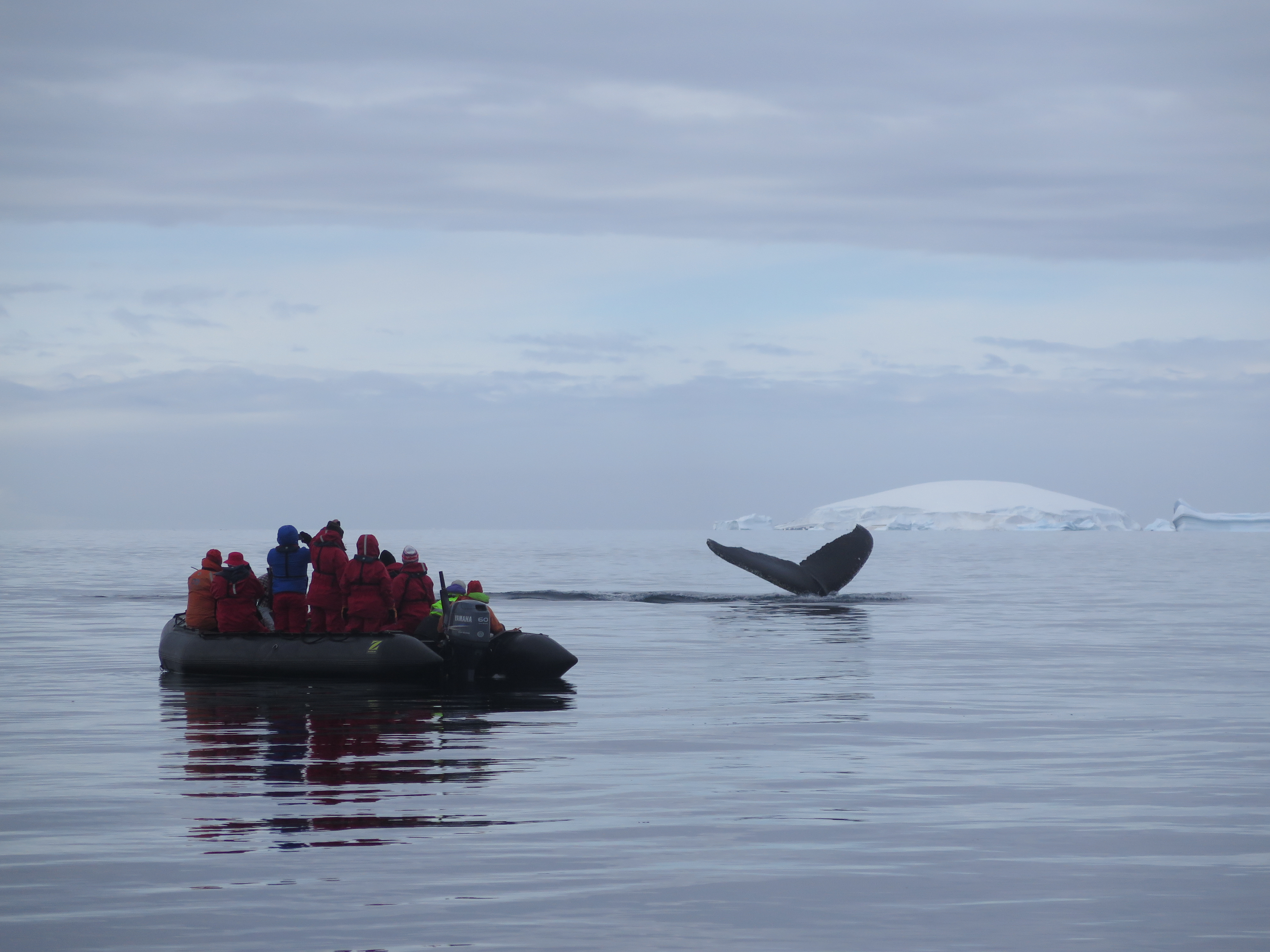 The Backpacker Intern Whale Watching Antarctica
