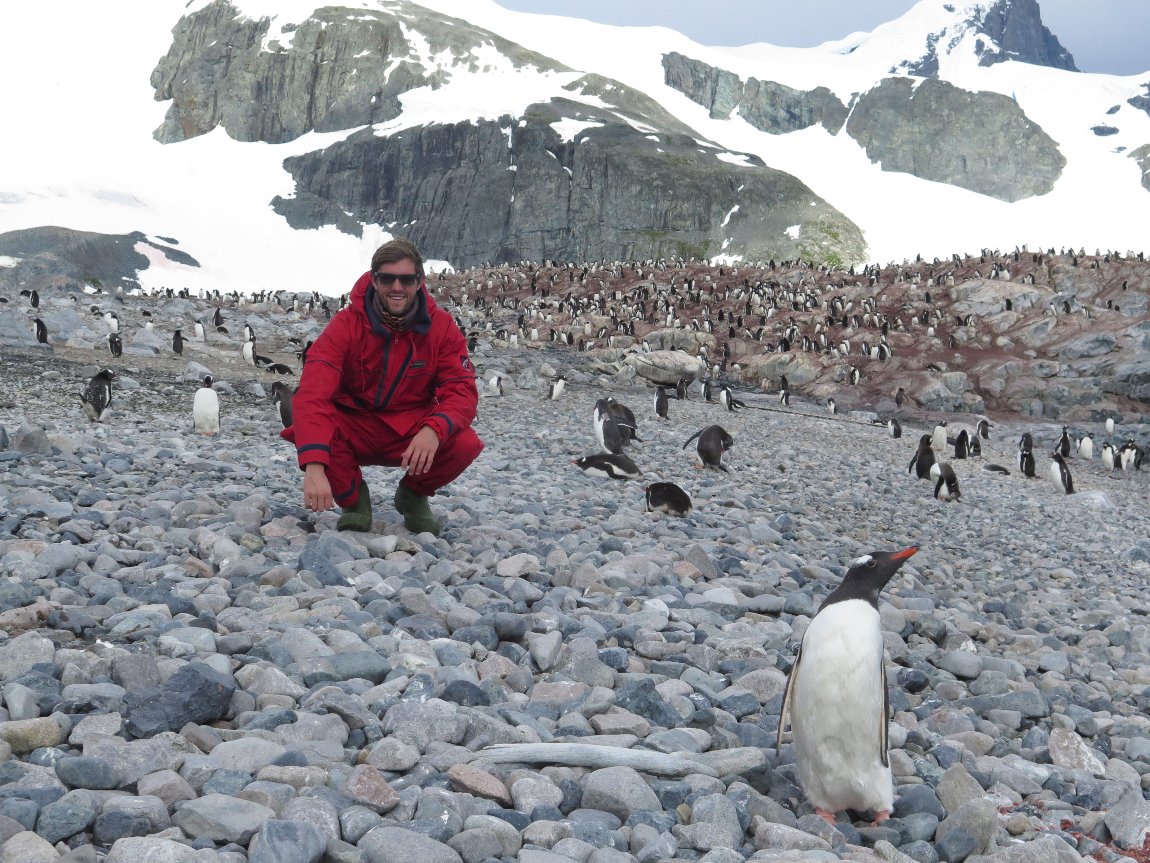 The Backpacker Intern + Penguins on Antarctica